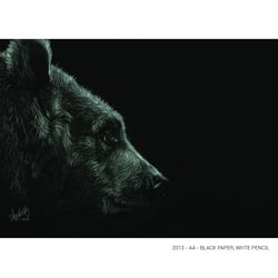 Portrait of a Bear – Black paper A4 / White color pencil