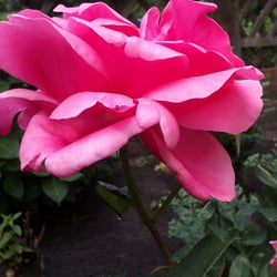 Natur 2012 Bäume Pflanzen Rosen