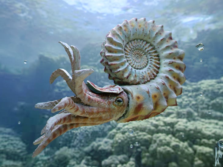 Nautiloid