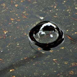 der Blub