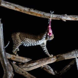 tsavo west lodge6
