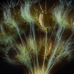 Nigella damascena
