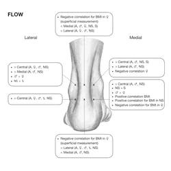 Wissenschaftliche Illustration
