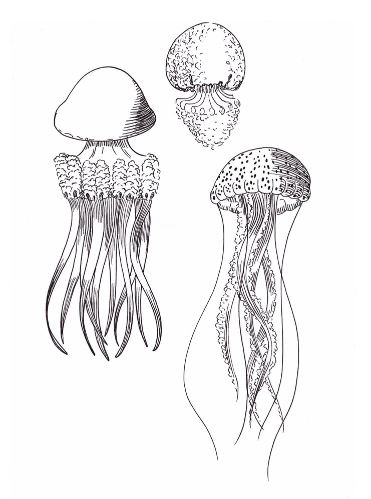 Quallen (Fineliner)