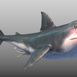 Megalodon