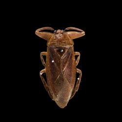 Lethocerus indicus