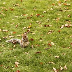 Eichhörnchen in London