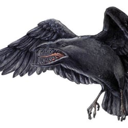 Razorcrow
