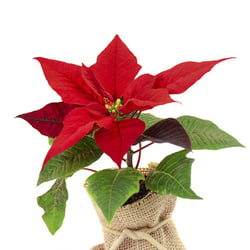 Weihnachtsstern Giveaway
