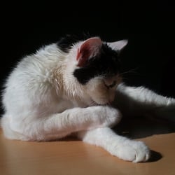 Bastet the Cat 2012 No. 25