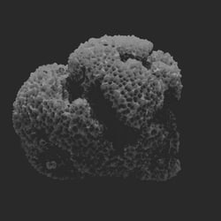 Sponge