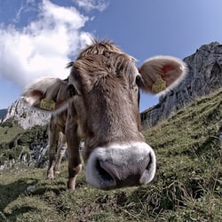 Model: Cow