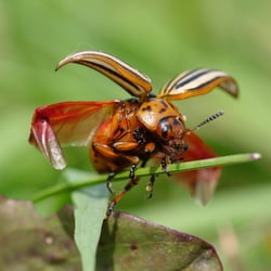 Käfer M 01 Ulrich Dehler