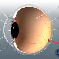 3D Visualisierung Auge