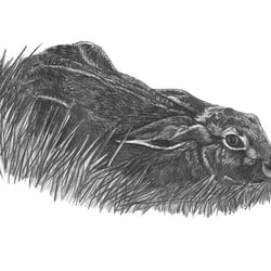 HASE