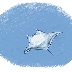 Raie Manta