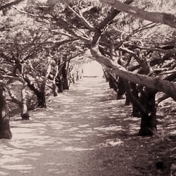 Baumallee auf Kreta