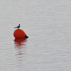 Seeschwalberich