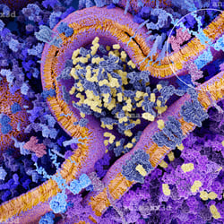Immuntherapie von Leukämiezellen mit chimärischen Antigenrezeptoren