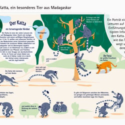 Der Katta aus Madagaskar