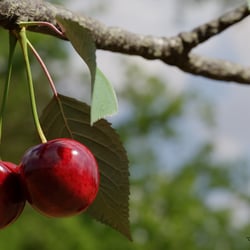 „Cherries“ – Ein prozedurales Material für Blender