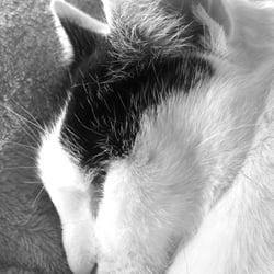 Bastet in Black and White 18