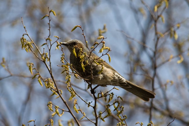 Singvogel