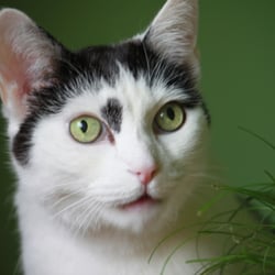 Bastet the Cat 2012 Teil 02