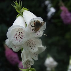 DSCF0255