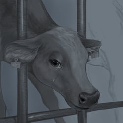 Cow