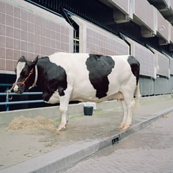 Den Haag