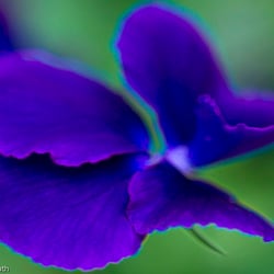 Blumenbild (58 von 60)