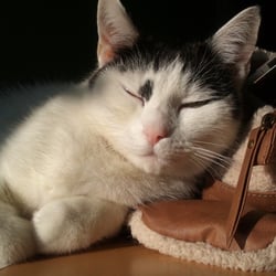Bastet the Cat 2012 Teil 06