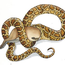 Python-1-web
