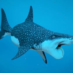 Helicoprion Shark