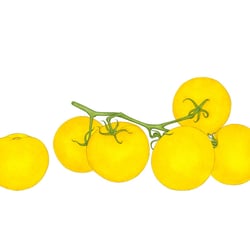 Tomate