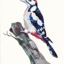 Buntspecht in Acryl (10,5 × 14,8 cm)