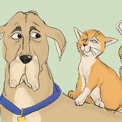 Hund Katz