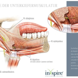 Topografie der Mund-/Kiefer-/Zungenmuskulatur und Nerven