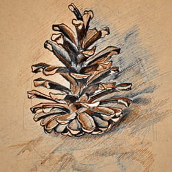 Tannenzapfen einer Schwarzkiefer (Pinus nigra)