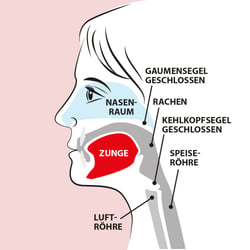 Mundhöhle, Schematische Darstellung