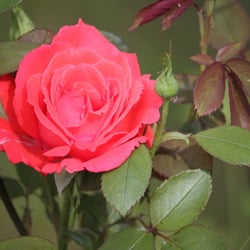 Natur 2012 Blumen