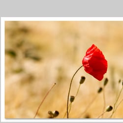 Makrofotografie