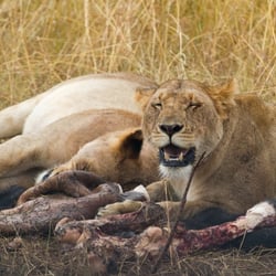 masaai mara101