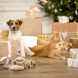 Hunde- und Katzen-Shooting