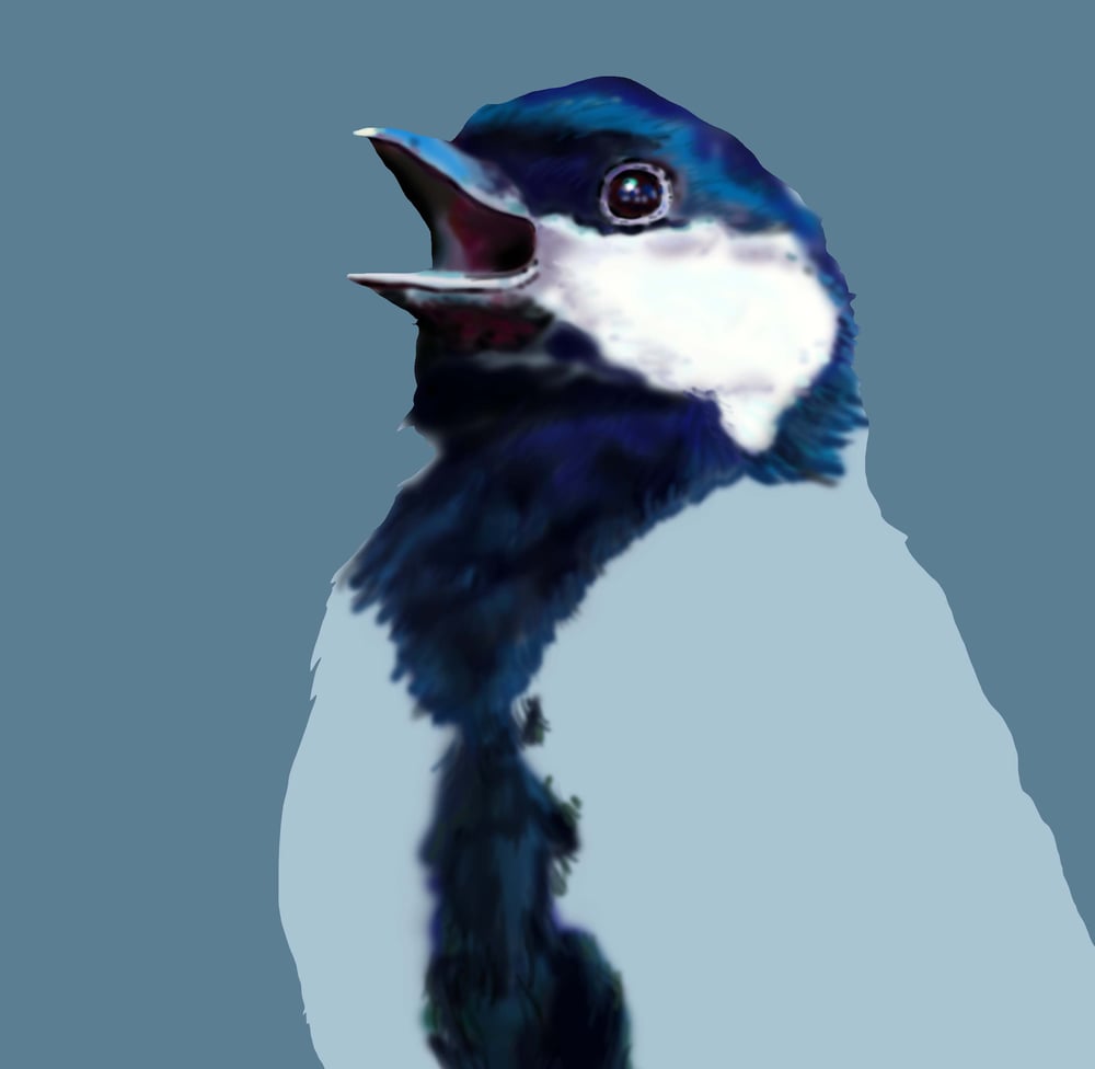 Kohlmeise