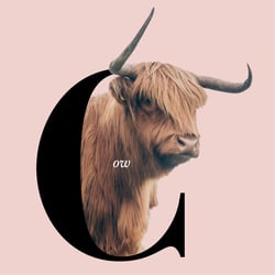 C wie Cow