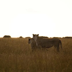 masaai mara46