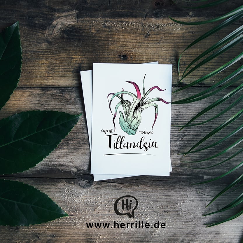 Tillandsia