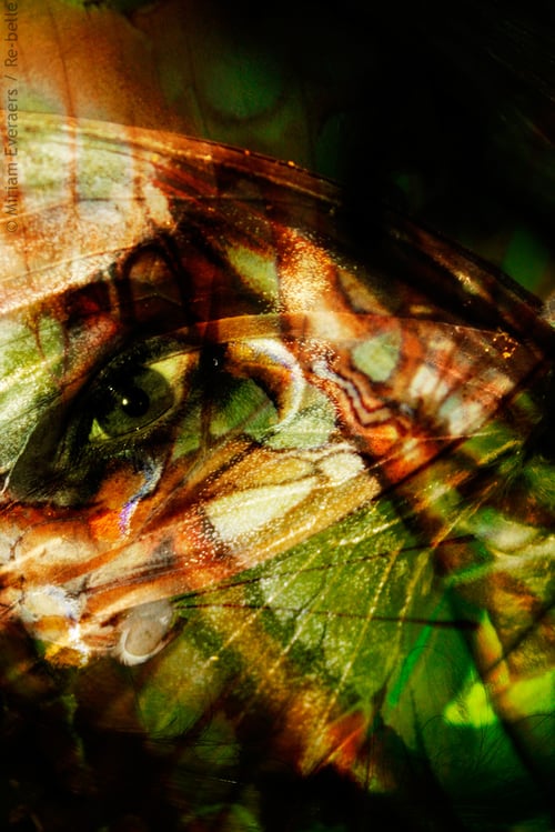 Aus der Reihe „psychodelic butterfly portraits“